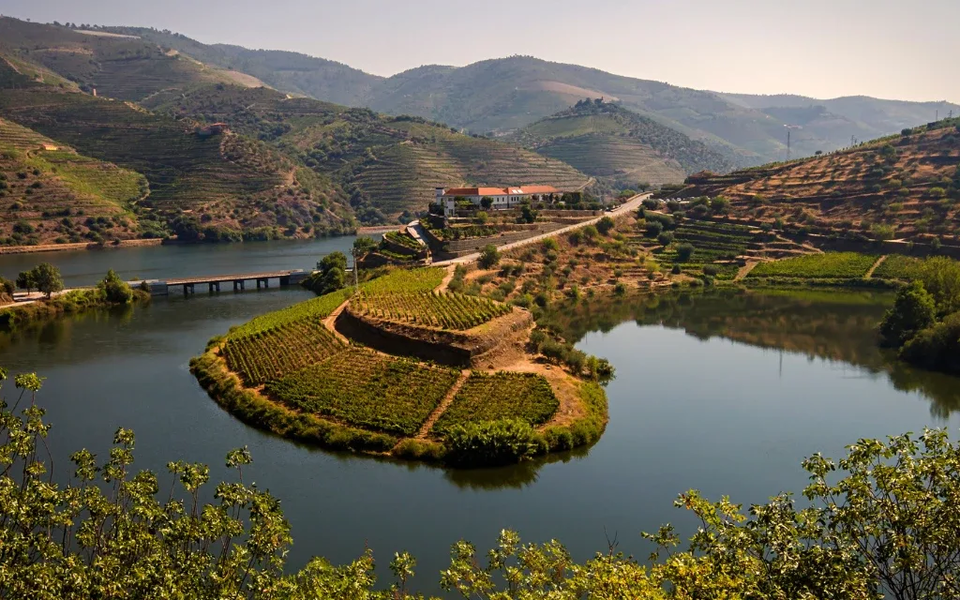 Panoramic view of terraced vineyards and winding Douro River in Portugal