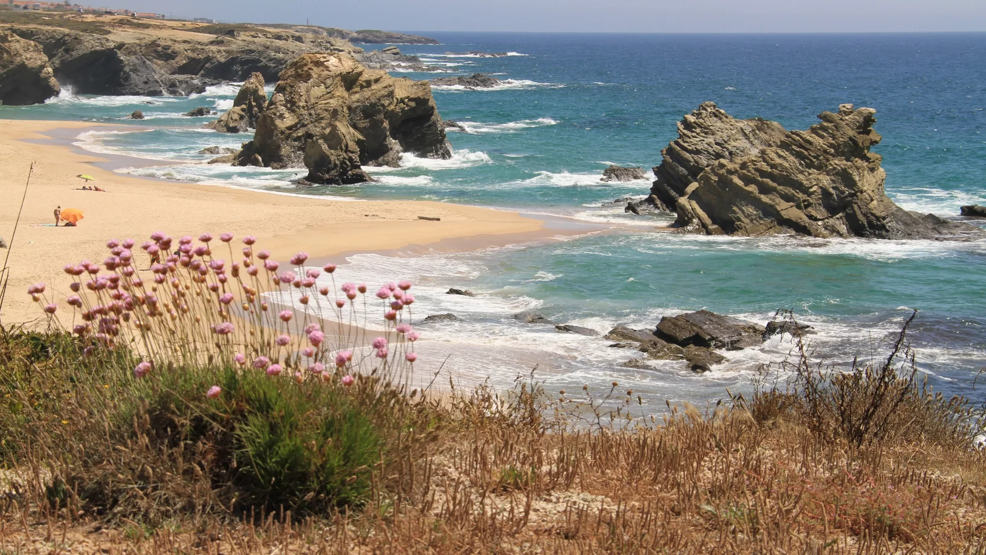 Coastal dunes with pink wildflowers overlooking a rocky beach in Portugal, with waves breaking on the shoreline under a clear sky.